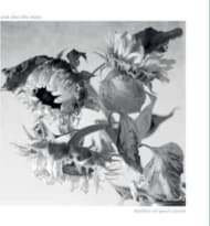 And Also The Trees - Mother-Of-Pearl Moon (CD)