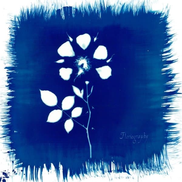 Painted Zeros - Floriography + Daylily EP (CD)