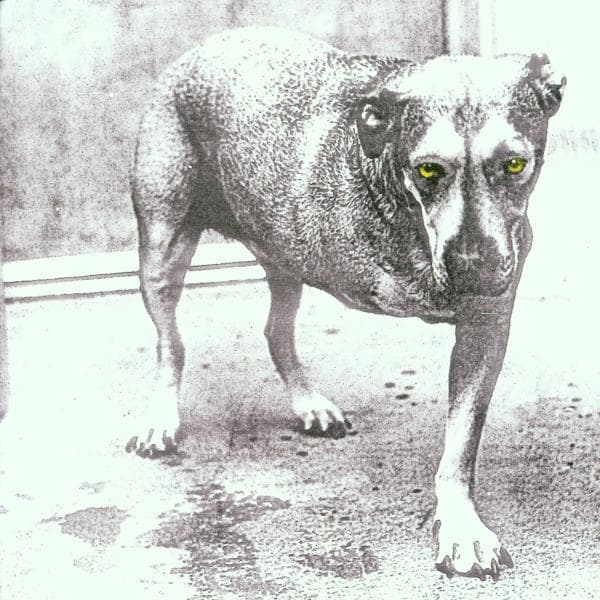 Alice In Chains - Alice In Chains (CD)