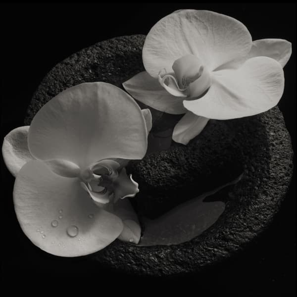 Mike Patton & Jean-Claude Vannier - Corpse Flower (LP) (Coloured Vinyl)