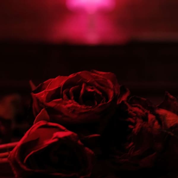 The Paper Kites - Roses (LP)