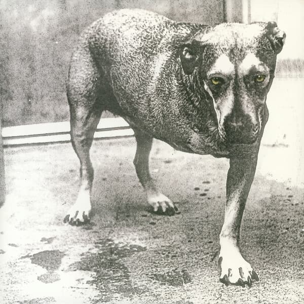 Alice In Chains - Alice In Chains (2 LP) (Coloured Vinyl)